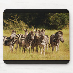 Right at You - zebras safari wildlife Mouse Mat