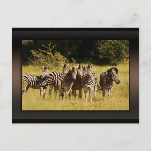 Right at You - zebras safari wildlife Postcard