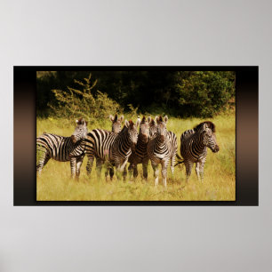 Right at You - zebras safari wildlife Poster