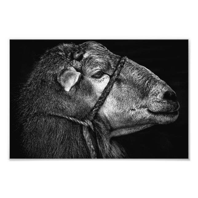 right following photo print (Front)