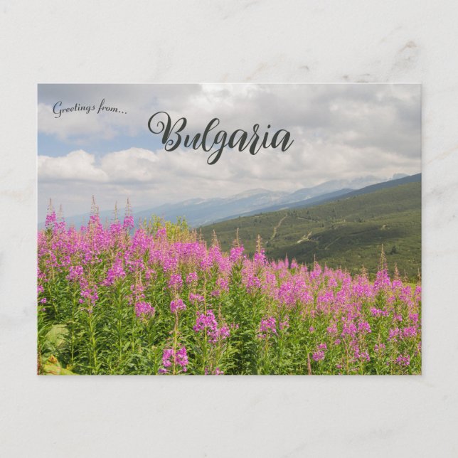 Rila Mountains and Pink Flowers in Bulgaria Postcard (Front)