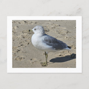 Ring-billed Gull Holiday Postcard