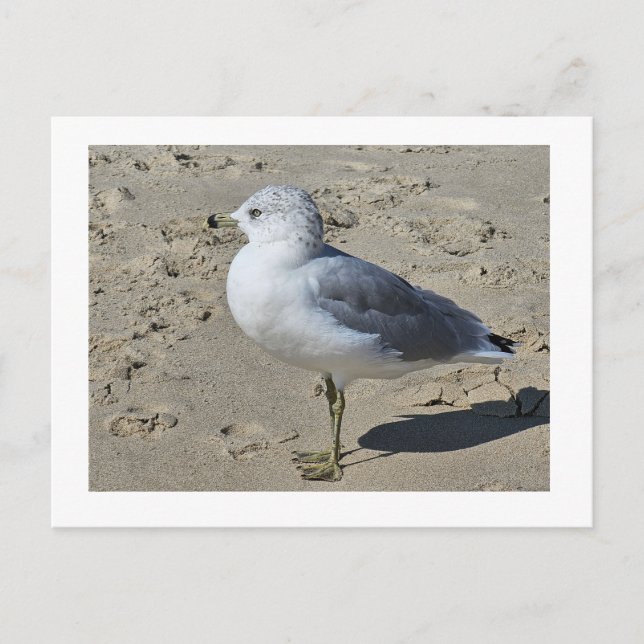 Ring-billed Gull  Holiday Postcard (Front)