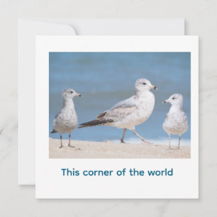 Ring-billed Gulls. This corner of the world Invitation