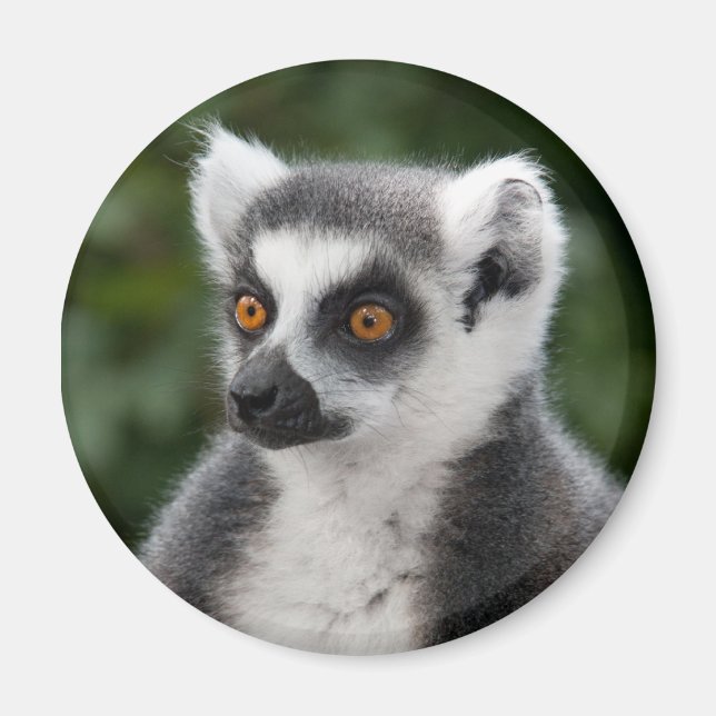 Ring Lemur Magnet (Front)