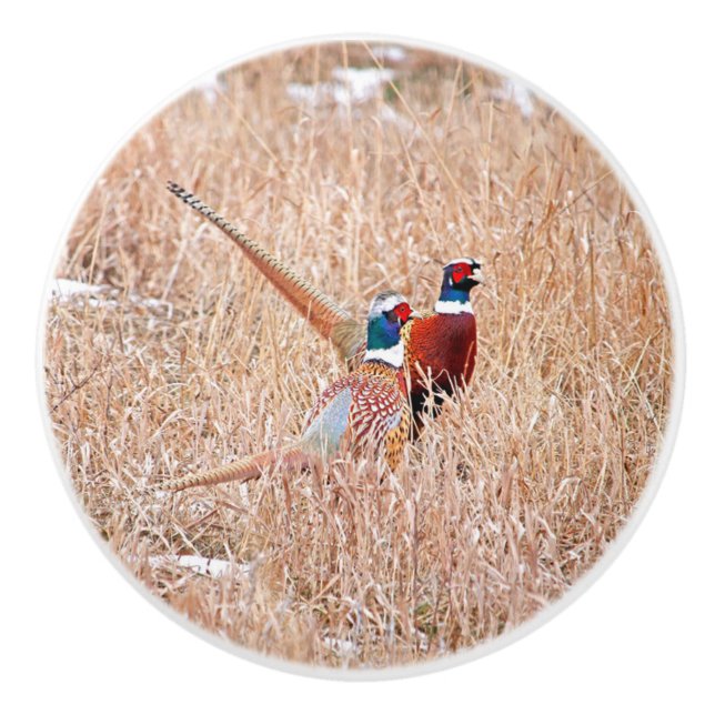 Ring-neck Pheasant Custom Ceramic Knob (Front)
