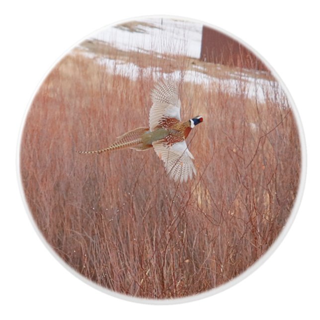 Ring-neck Pheasant Custom Ceramic Knob (Front)