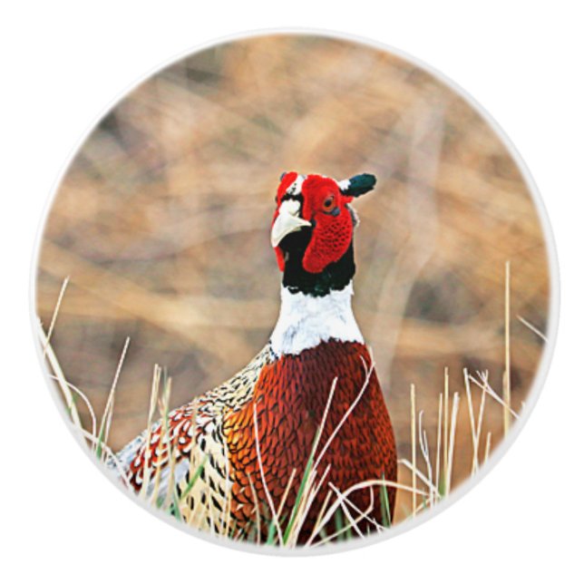Ring-neck Pheasant Custom Ceramic Knob (Front)