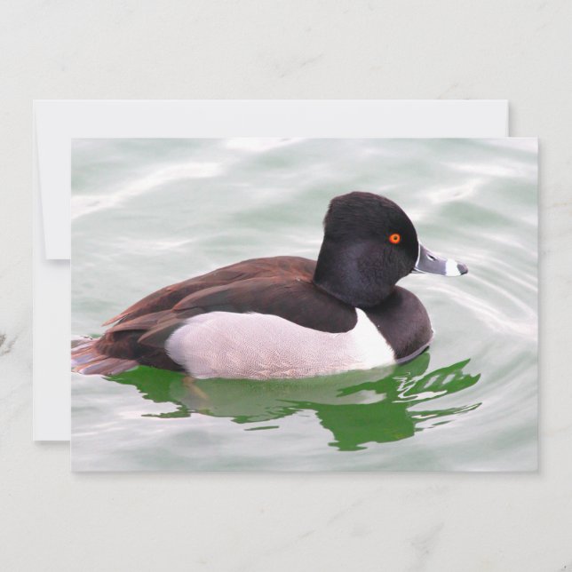 Ring Necked Duck Card (Front)