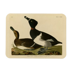 Ring-necked Duck from Audubon's Birds of America Magnet