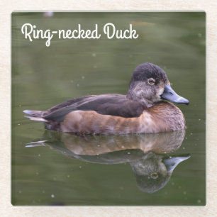 Ring-necked Duck Glass Coaster