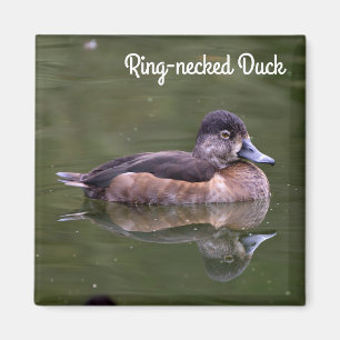 Ring-necked Duck Magnet