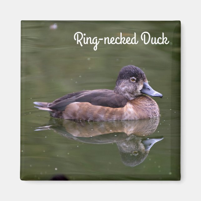 Ring-necked Duck Magnet (Front)