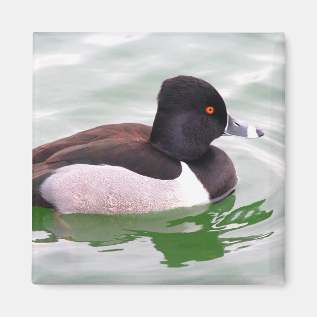 Ring Necked Duck Magnet (Front)