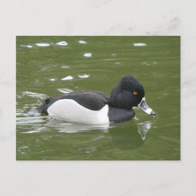 Ring-necked Duck Postcard (Front)