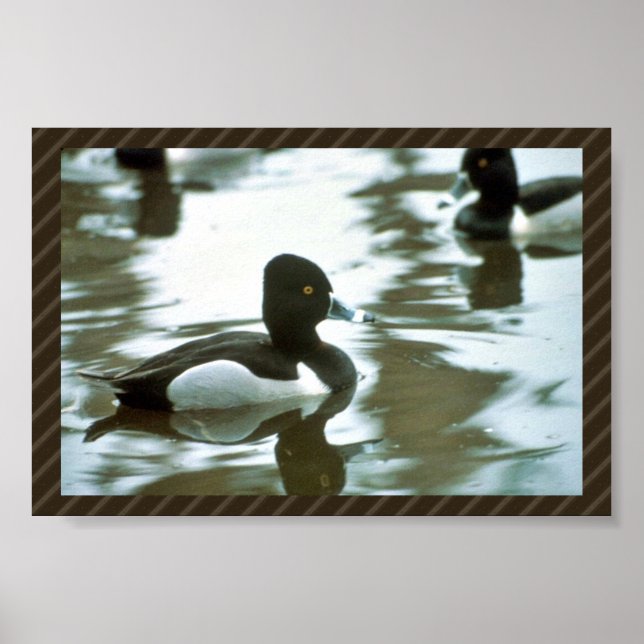 Ring Necked Ducked Poster (Front)