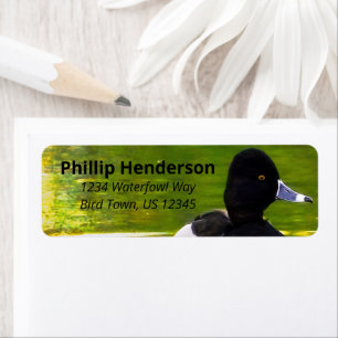 Ring-Necked Ducks Black & White Birds Green Water