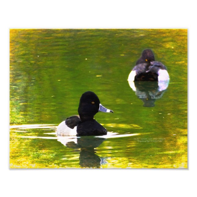 Ring-Necked Ducks Black & White Birds Green Water Photo Print (Front)