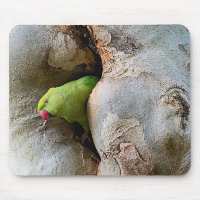 Ring-necked parrot, bird, nature mouse mat (Front)