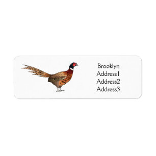 Ring-necked pheasant bird cartoon illustration