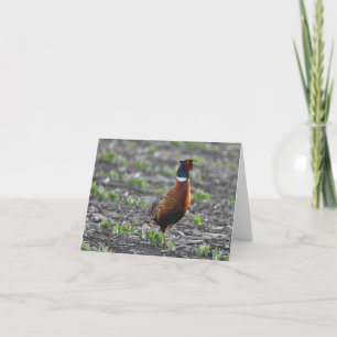 Ring-necked pheasant blank notecard