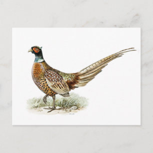 Ring-necked Pheasant by the von Wright brothers  Postcard
