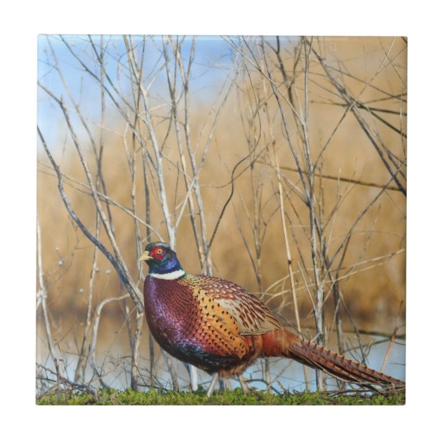 Ring-necked Pheasant Coaster (Front)
