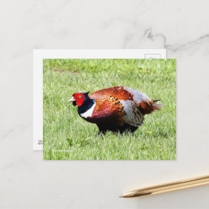 Ring-Necked Pheasant in the Grass Postcard