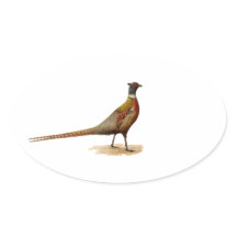Ring-necked Pheasant