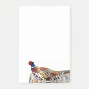 Ring-necked Pheasant Photo 4x6 Notes