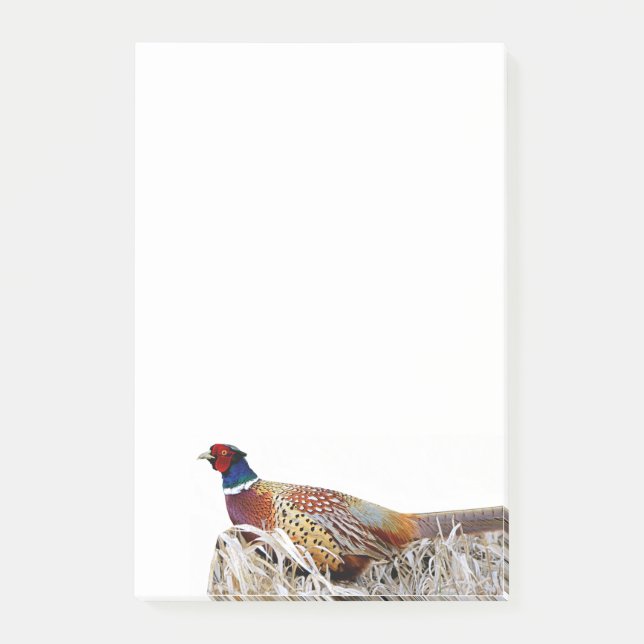 Ring-necked Pheasant Photo 4x6 Notes (Front)