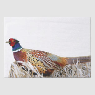 Ring-necked Pheasant Photo Gift Tissue Paper