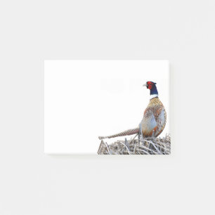 Ring-necked Pheasant Photo Notes