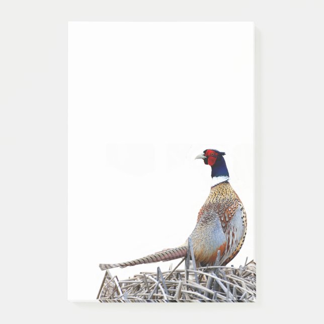 Ring-necked Pheasant Photo Notes (Front)