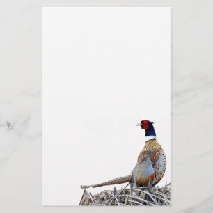Ring-necked Pheasant Photo Stationery