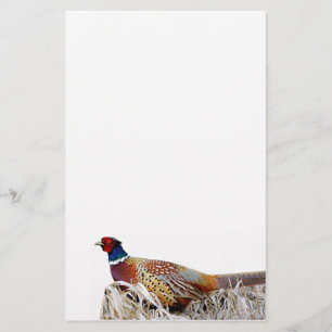 Ring-necked Pheasant Photo Stationery Paper