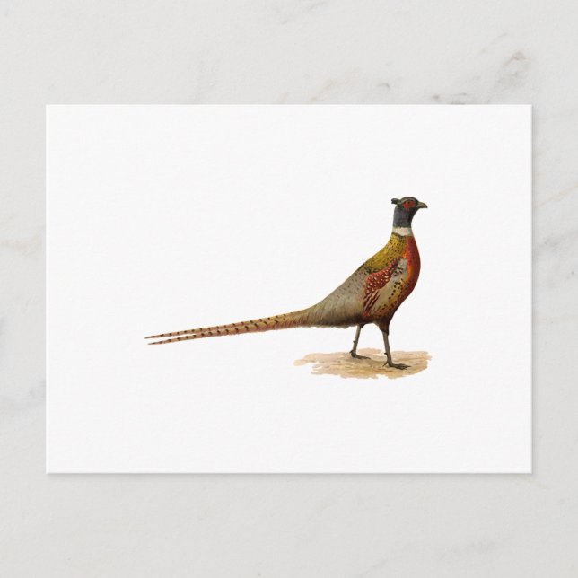 Ring-necked Pheasant Postcard (Front)