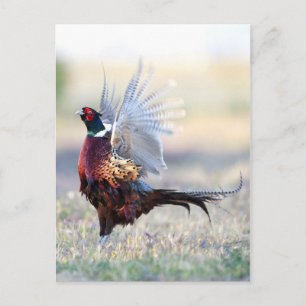 Ring-necked Pheasant Postcard