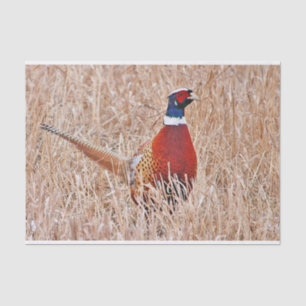 Ring-necked Pheasant  Tissue Paper