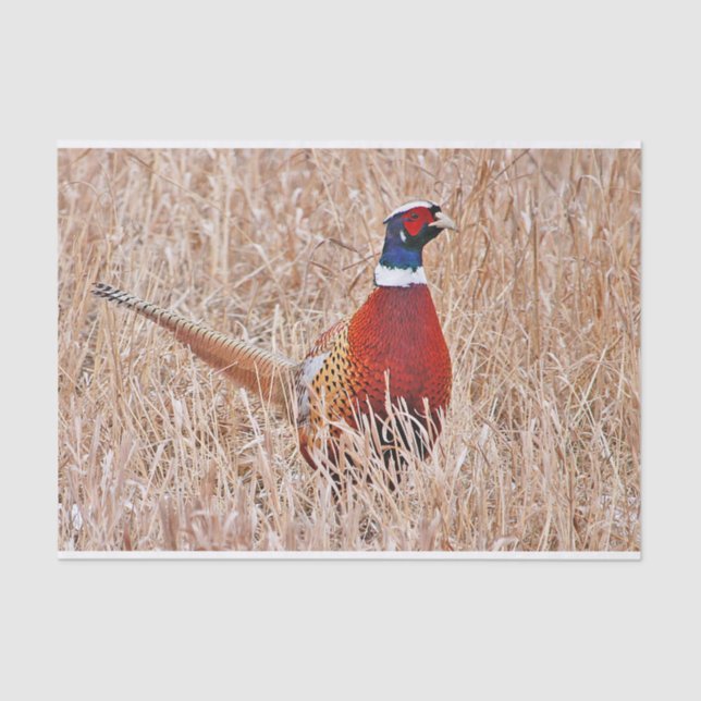 Ring-necked Pheasant  Tissue Paper (Front)