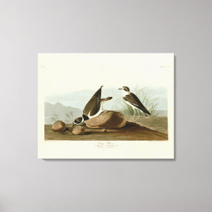 Ring Plover from Audubon's Birds of America Canvas Print