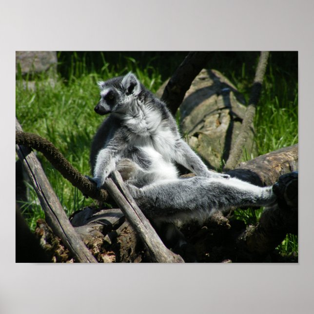 Ring-Tail Lemur Poster (Front)