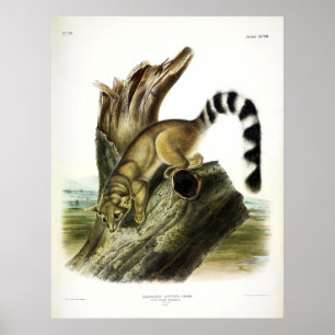 Ring-tailed Bassaris, Ringtail Cat by Audubon Poster