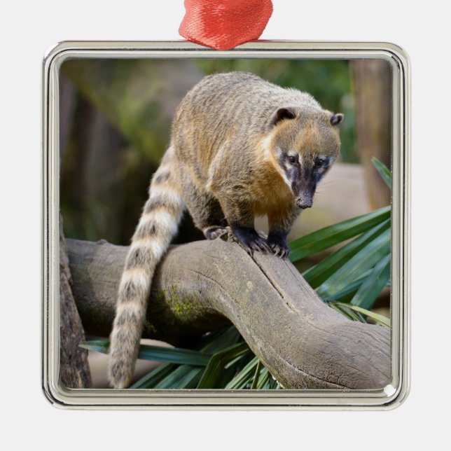 Ring-tailed Coati on branch Metal Tree Decoration (Front)