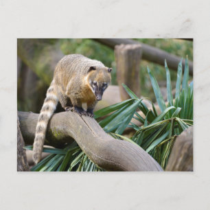 Ring-tailed Coati on branch Postcard