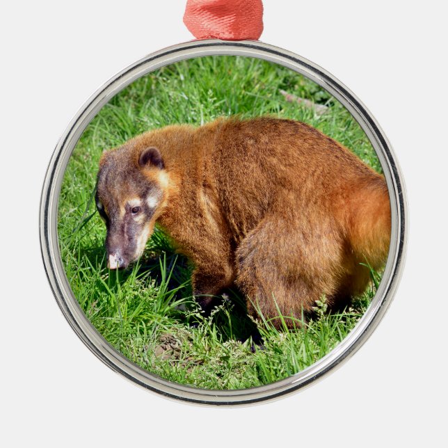 Ring-tailed Coati on grass Metal Tree Decoration (Front)