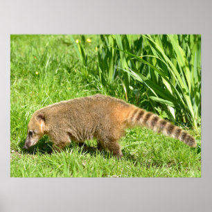 Ring-tailed Coati on grass Poster