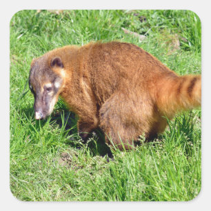 Ring-tailed Coati on grass Square Sticker