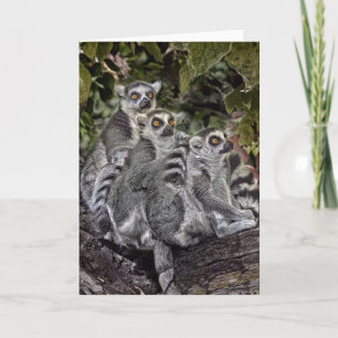 Ring Tailed Leamers in a Row Card