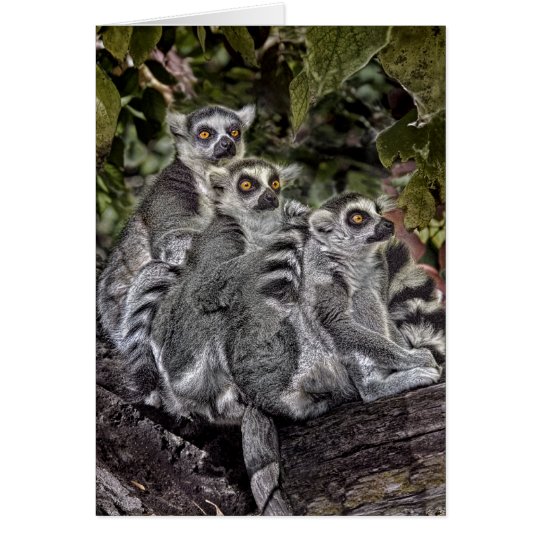 Ring Tailed Leamers in a Row Card